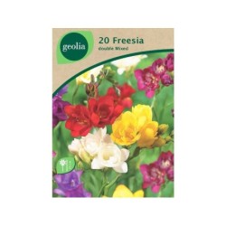 20 Freesias Doubles Mélange 5/+ Geolia