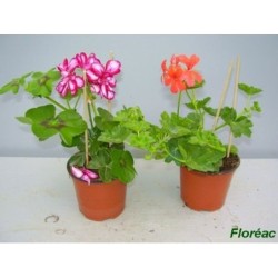 Geranium Lierre Simple Pot 10.5Cm H20Cm