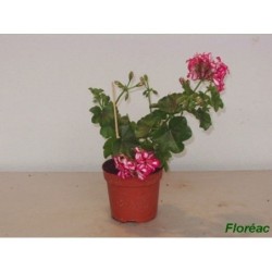 Geranium Lierre Double 10.5Cm H20Cm