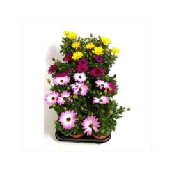 Osteospermum Pot11Cm H25Cm