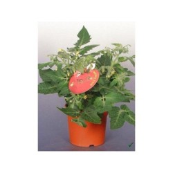 Tomate Cerise En Pot