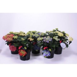 Hortensias Buisson Hydrangea Pot De 3 L