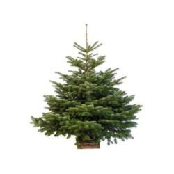 Sapin Naturel Nordmann Coupé H.100/125 Cm, Bûche Pour Le Pied De Sapin Incluse