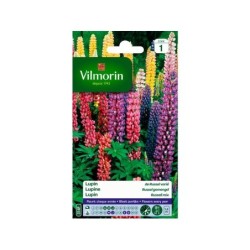 Lupin de russel fleur multicolore