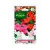 Impatiens hybride multicolore