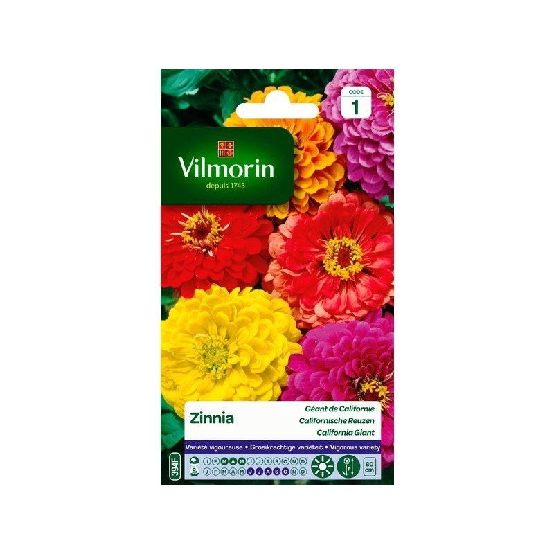 Zinnia géant de californie varié