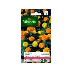 Rose d'inde naine orange VILMORIN