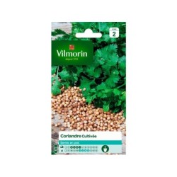 Coriandre cultivée VILMORIN 4 g