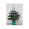 Sapin pungens en pot 100/125