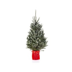 Sapin fraseri en pot 150/175