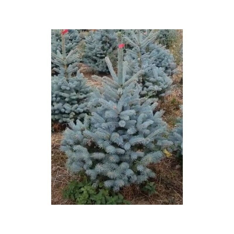 Sapin pungens en pot 80/100