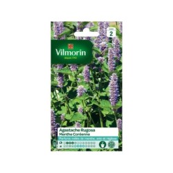 Graines florales agastache rugosa VILMORIN 1 g