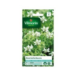 Graines bourrache blanc VILMORIN 1 g