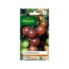 Graines de potager tomate black cherry VILMORIN 0.1 g