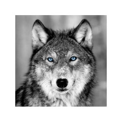 Toile imprimée Loup Blue Eyes, noir et blanc ARTIS l.45 x H.45 cm