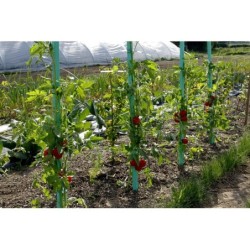 Tuteur Tomate Droit À Réserve D'Eau Nortene H.1.8 M