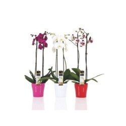 Orchidées 2 Tiges Avec Cache Pot Assorti À La Couleur De La Fleur