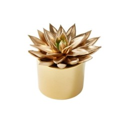 Cactus Peint, Pot Assorti, Diam. 12 Cm