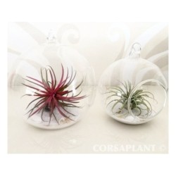 Tillandsia en verre