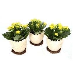 Kalanchoë Jaune En Céramique