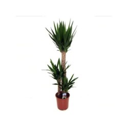 Yucca 3 Troncs , H.145 Cm, Diam.24 Cm