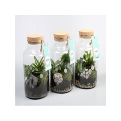 Mix De 3 Plantes En Verre , H.40 Cm, Diam.15 Cm