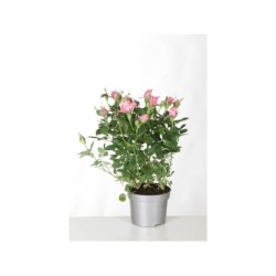 Rosier Buisson Kordana, H.20 Cm Multicolore